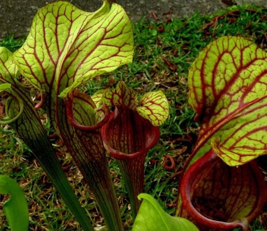 Гибрид Sarracenia oreophila x Sarracenia moorei
