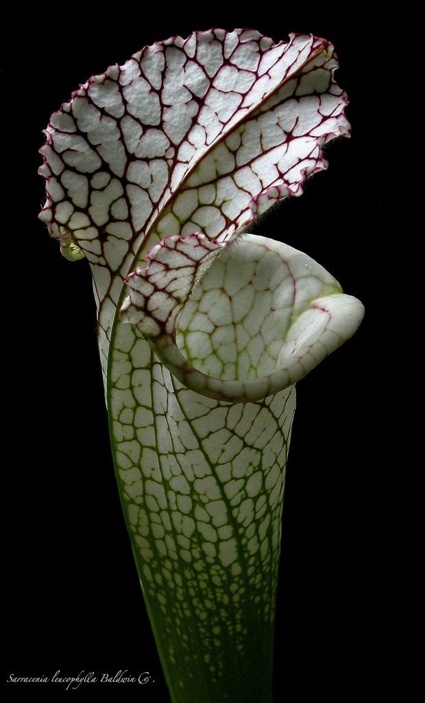 Саррацения пепельнолистная (Sarracenia leucophilla) Саррацения пепельнолистная (Sarracenia leucophilla)