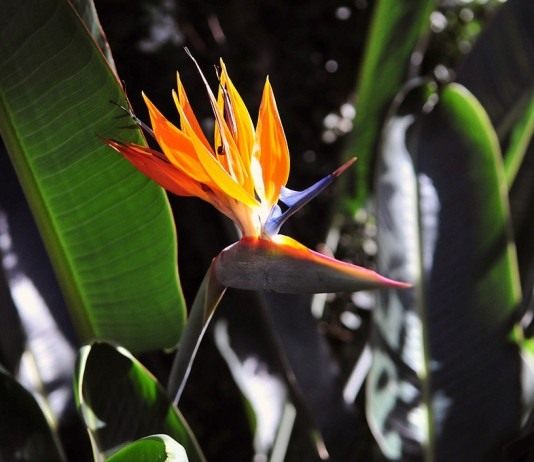 Уход за стрелицией королевской - Красивоцветущие Стрелиция