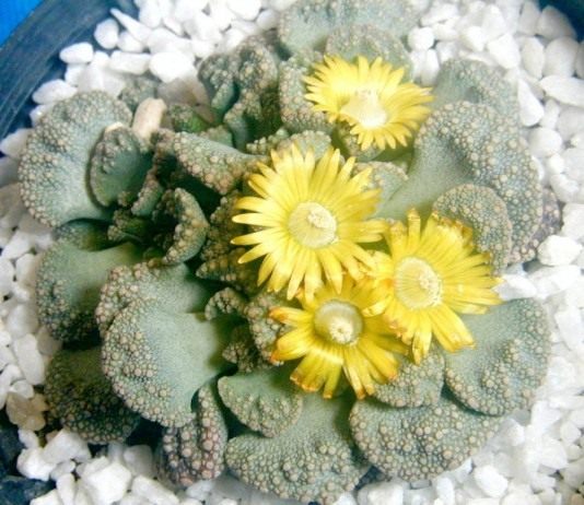 Крохотные желтые «ромашки» — титанопсисы - Красивоцветущие Титанопсис (Titanopsis)