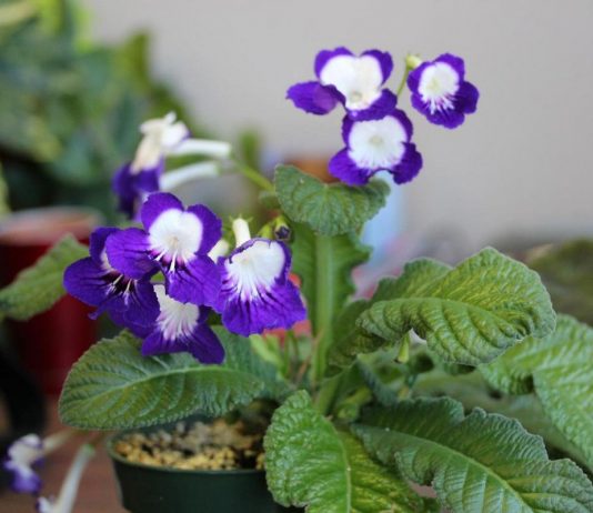 Загадочные стрептокарпусы