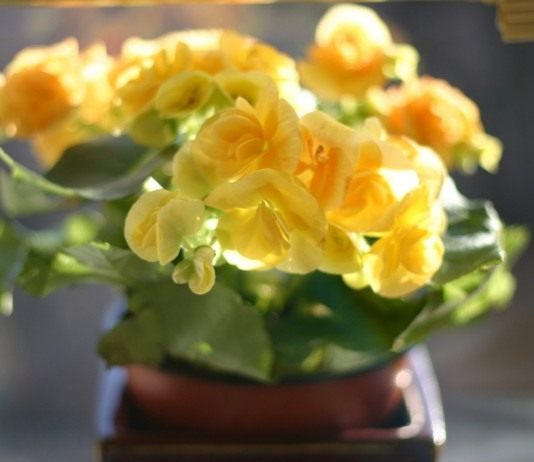 Бегония (Begonia)