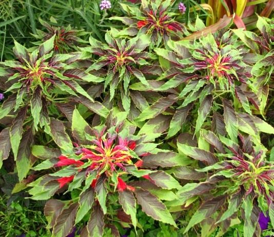 Его величество — Амарант