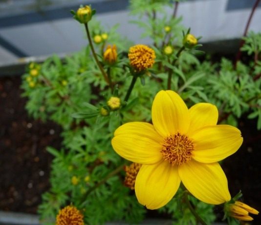 Новая звезда вазонов - Цветник и ландшафт