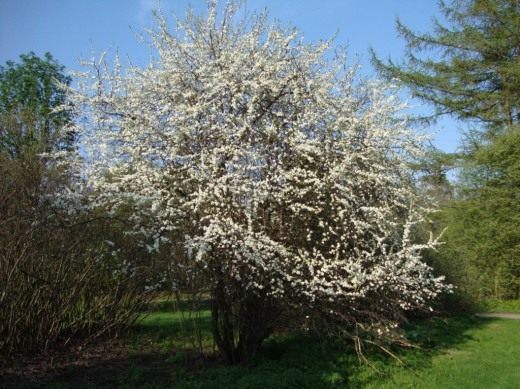 Тёрн (Blackthorn)