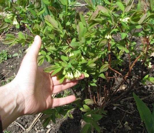 Размножение жимолости - Ягодник