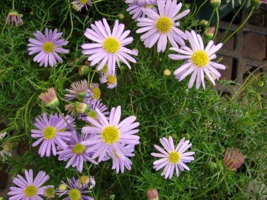 Брахикома (Brachycome)