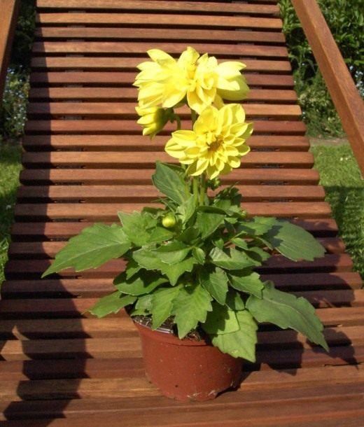 Георгина (Dahlia)