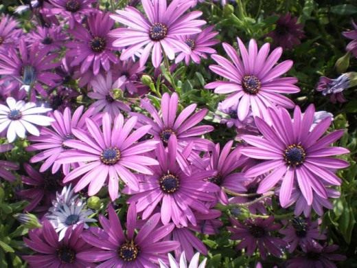 Диморфотека (Dimorphotheca)