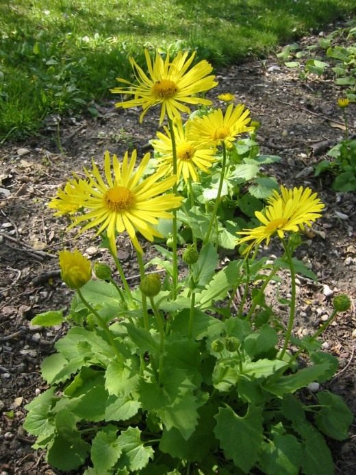 Дороникум (Doronicum)