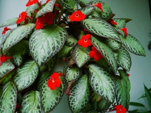 Эписция (Episcia)
