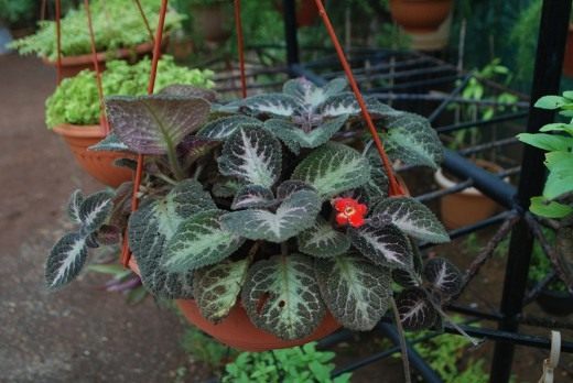 Эписция (Episcia)