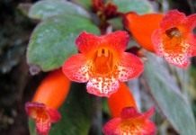 Эписция (Episcia)