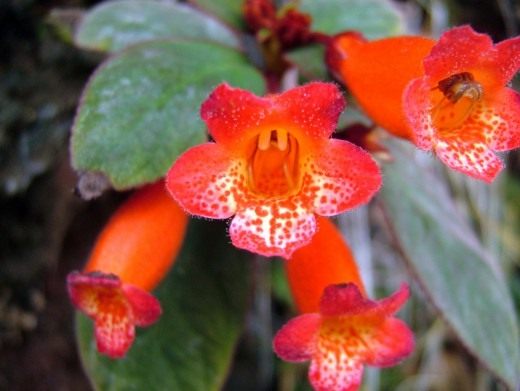 Эписция (Episcia)