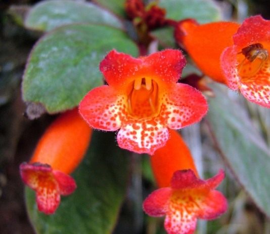 Эписция (Episcia)