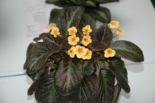 Эписция (Episcia)