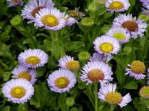 Мелколепестник (Erigeron)