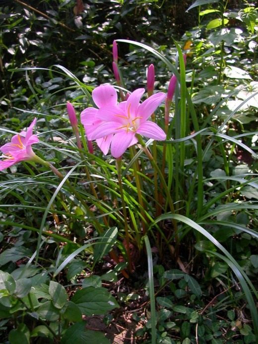 Зефирантес (Zephyranthes)