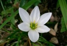 Зефирантес (Zephyranthes)