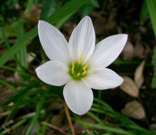 С подоконника скок… - Цветник и ландшафт Зефирантес (Zephyranthes)