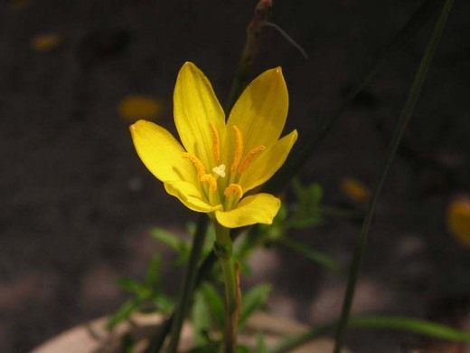 Зефирантес (Zephyranthes)