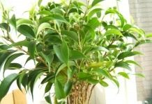 Фикус Бенджамина (Ficus benjamina)