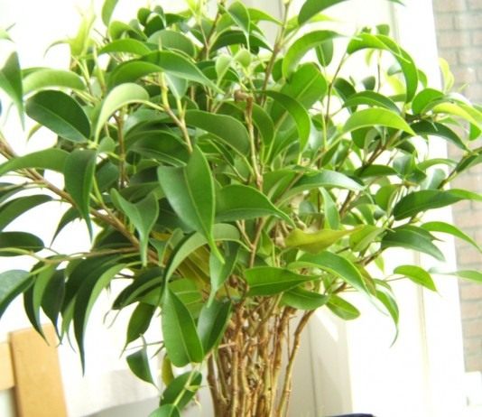 Фикус Бенджамина - Комнатные растения Фикус Бенджамина (Ficus benjamina)