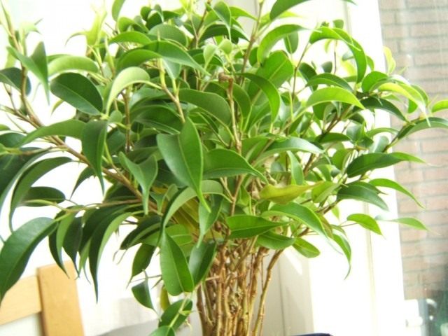 Фикус Бенджамина (Ficus benjamina)