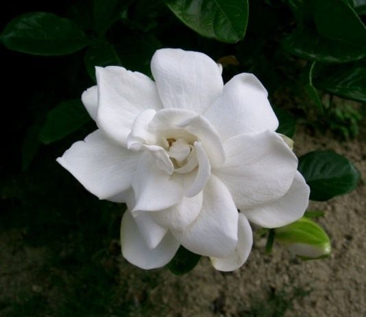 Гардения, ароматные звезды - Комнатные растения Гардения (Gardenia)