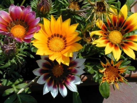 Газания (Gazania)