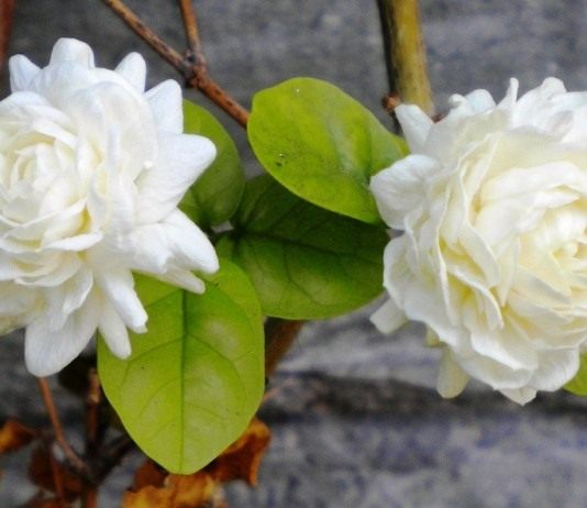 Жасмин самбук, долгая дорога к сердцу - Красивоцветущие Жасмин самбак (Jasminum sambac)