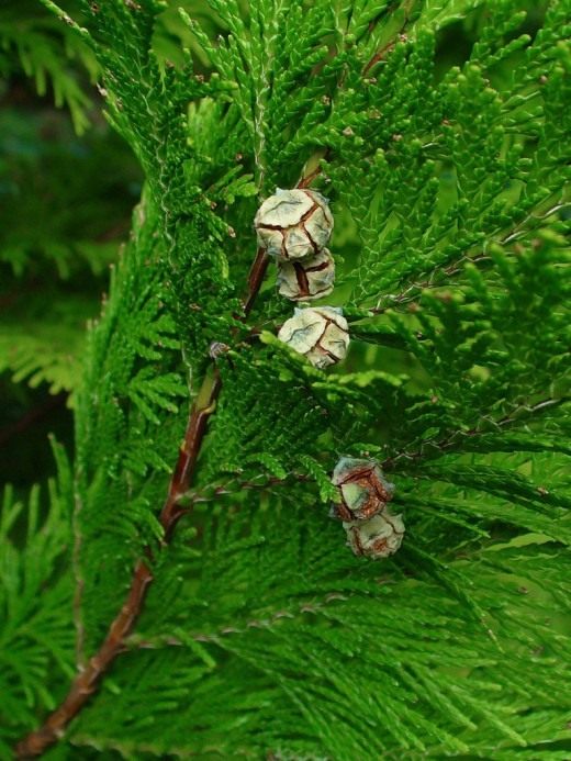 Кипарисовик Лавсона (Lawson's Cypress)