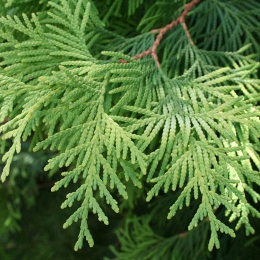 Кипарисовик Лавсона (Lawson's Cypress)