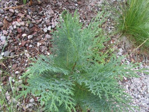 Кипарисовик Лавсона (Lawson's Cypress)