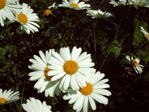 Нивяник (Leucanthemum)