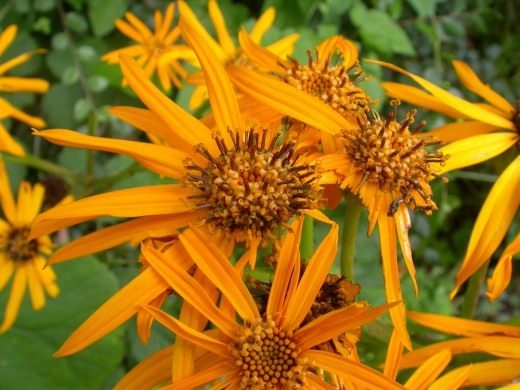 Бузульник, Лигулярия, или Лигулария (Ligularia)