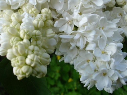 Сирень (Lilac)