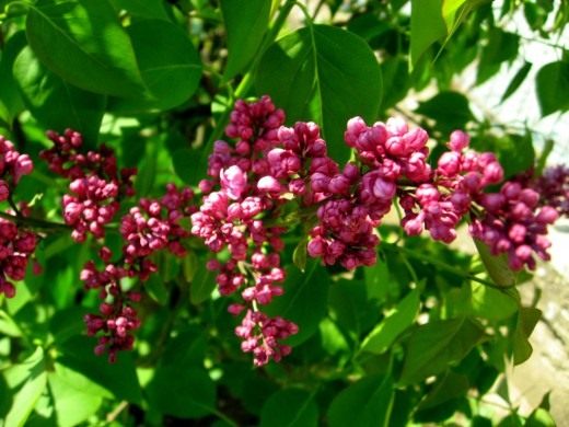 Сирень (Lilac)