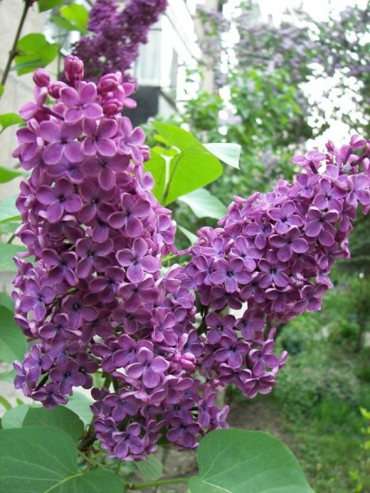 Сирень (Lilac)