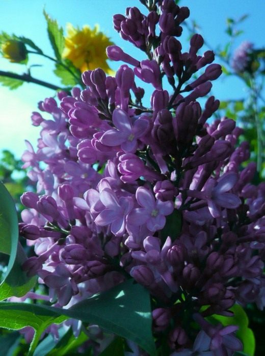 Сирень (Lilac)