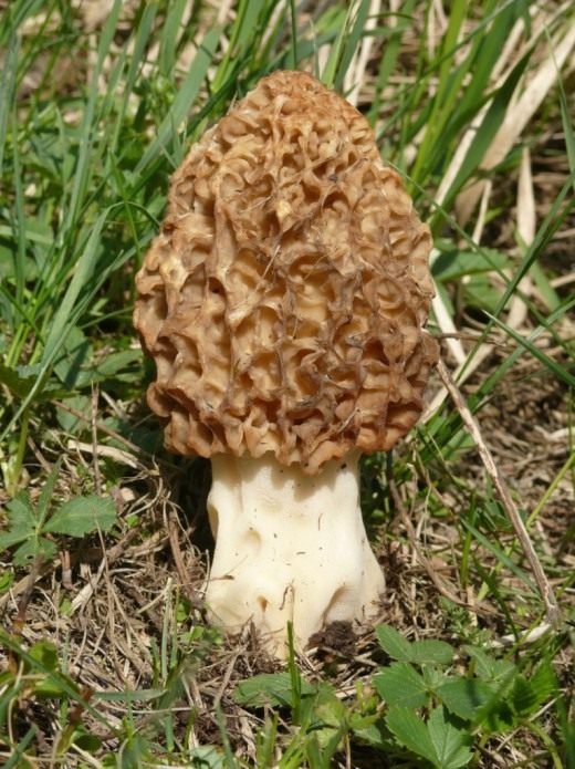 Сморчок (Morel)