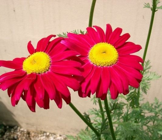 Ромашка или не ромашка? Часть-2 - Цветы многолетние Пиретрум (Pyrethrum)