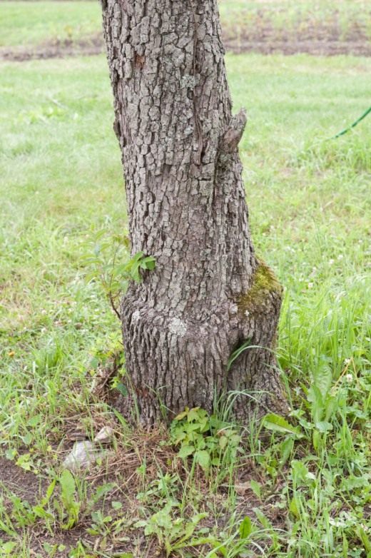 Утолщение ствола (Thickening of the trunk)