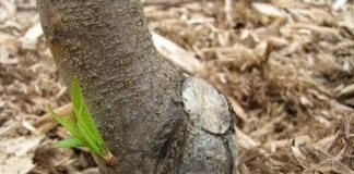 Утолщение ствола (Thickening of the trunk)