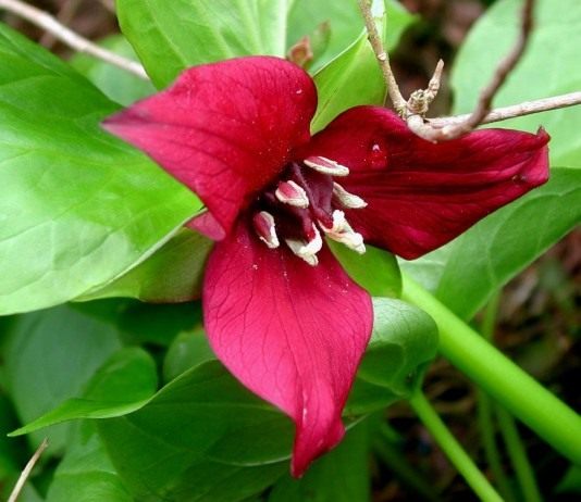 Чем одарила Америка, или: свои надежнее? - Цветы многолетние