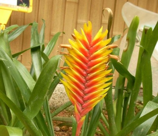 Полосатый родич ананаса - Бромелиевые