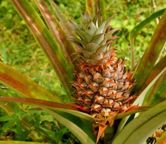 Ананас