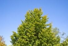 Бук (Fagus)