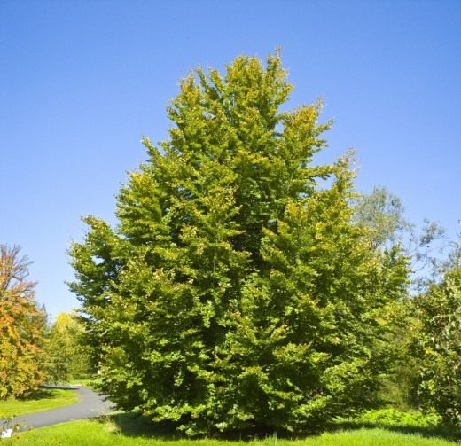 Бук (Fagus)