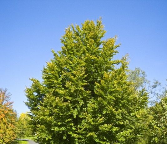 Привередливый орешек - Цветник и ландшафт Бук (Fagus)